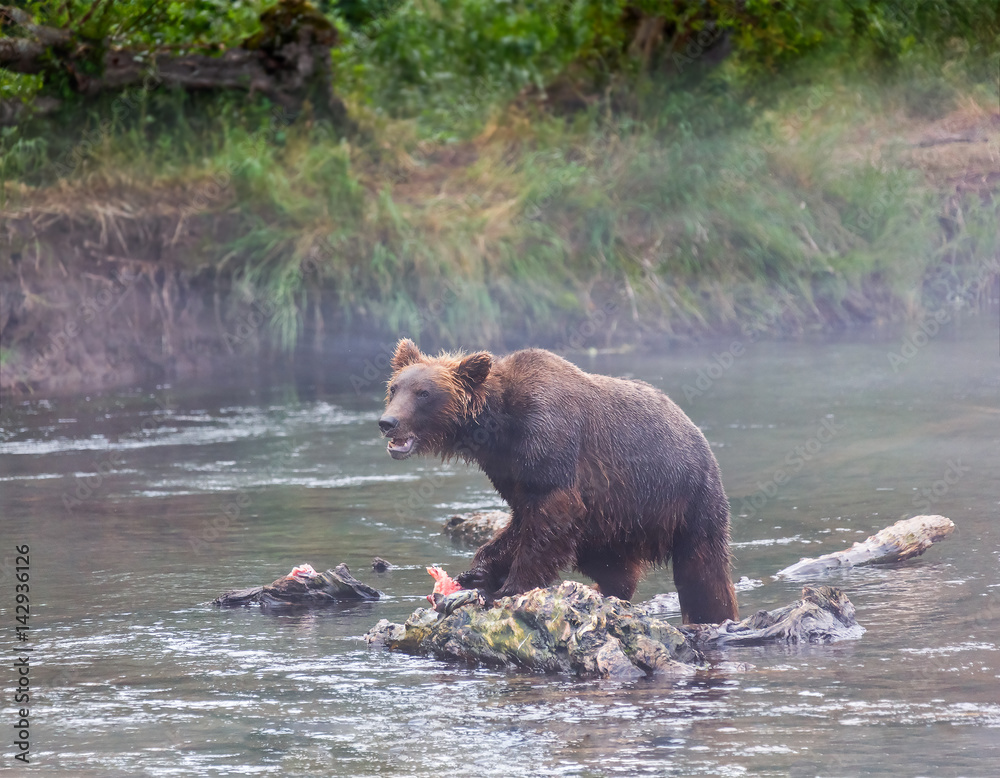 Kamchatka brown bear catches fish in the creek near the lake Dvukhyurtochnoe - Kamchatka, Russia