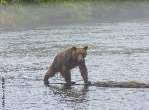 Kamchatka brown bear catches fish in the creek near the lake Dvukhyurtochnoe - Kamchatka, Russia photo