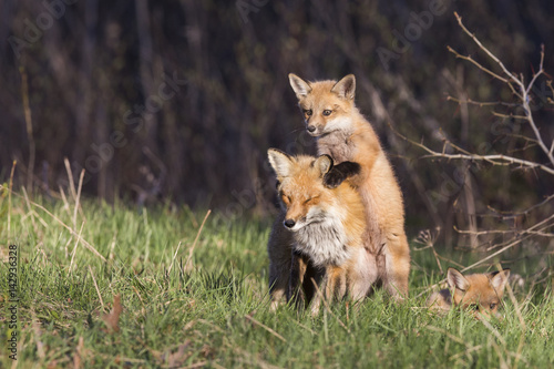 Red fox pups in spring