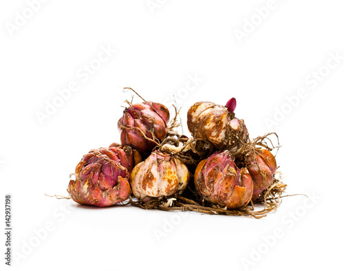 Fototapeta Naklejka Na Ścianę i Meble -  Lily  bulbs isolated on white. Ready to plant.