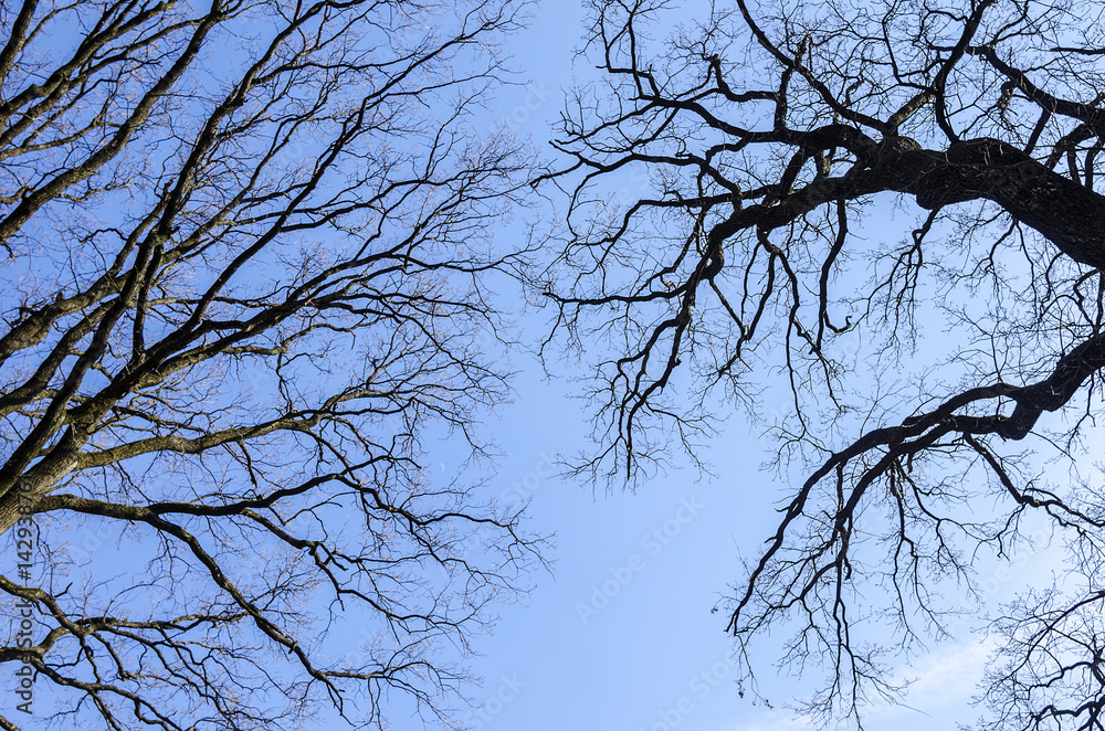 Branches of a tree without leaves against the sky. Branches of a tree without leaves against the sky.