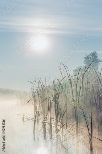River with reed reflected in the Delta of the Volga River at foggy sunrise, Russia