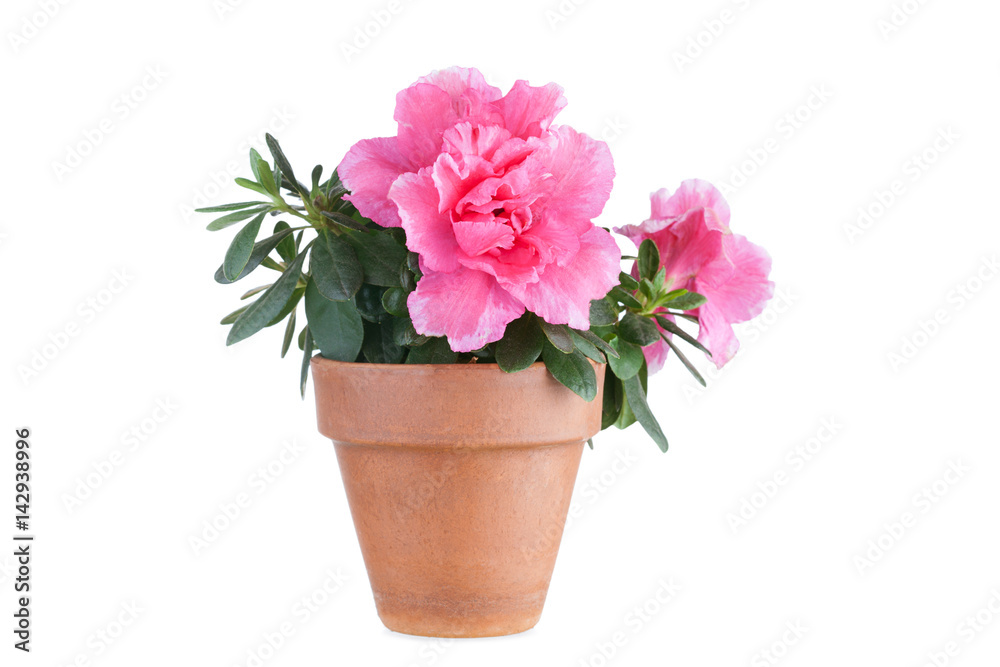 Blossoming pink azalea in a flowerpot