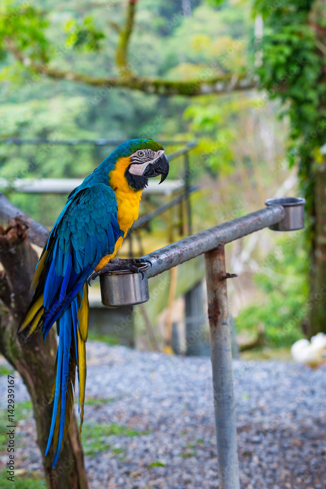 Beautiful blue and yellow macaw Beautiful blue and yellow macaw