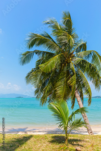 Beach and palm trees