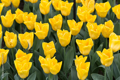 Background of colorful fresh tulips at Keukenhof garden, Netherlands