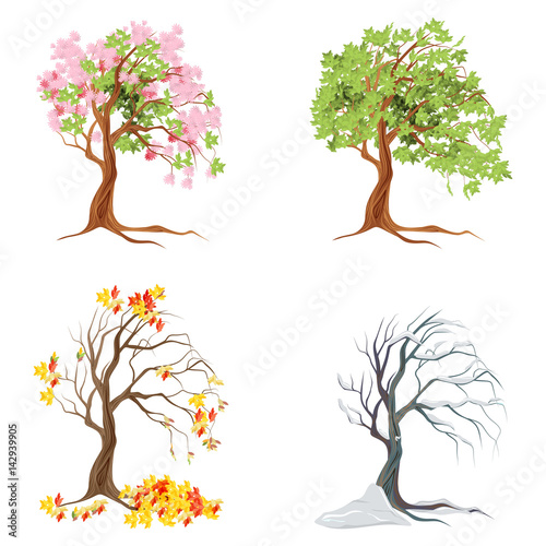 Four seasons trees on white background. Summer, spring, fall and winter.