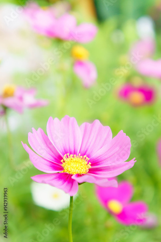 pink flowers in the garden   cosmos beautiful flowers sunlight in the morning pastel style vintage