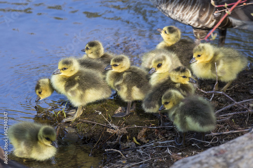 Canada Goose babies © Mircea Costina