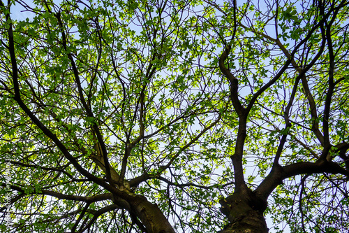 Obraz na plátně treetop in spring, view from under a tree