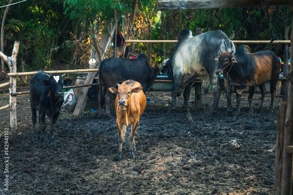 cows in soil farm