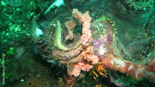 Thriving coral reef alive with marine life and shoals of fish, Bali
 photo