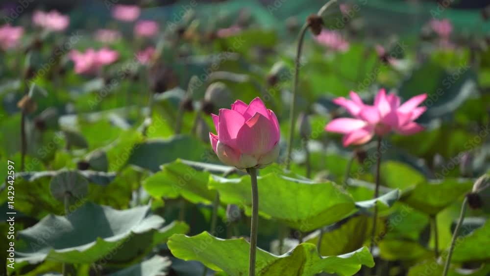 Lotus flower with green leaf background Lotus flower with green leaf background