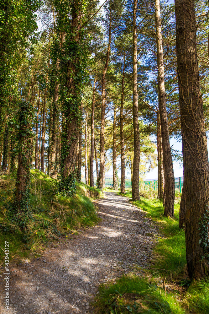 Forest Path