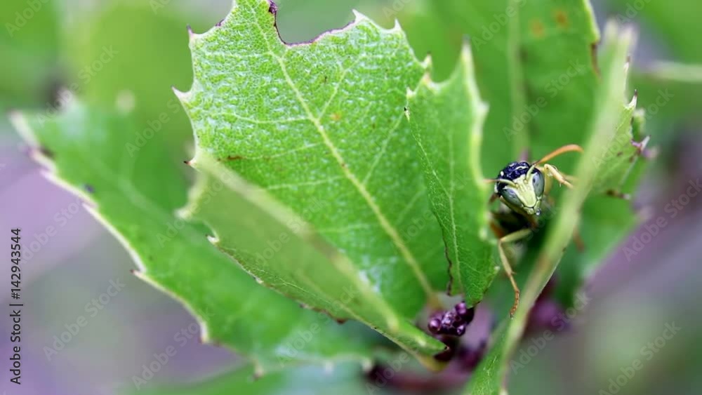 a wasp hidden in the middle of the vegetation on a rainy day