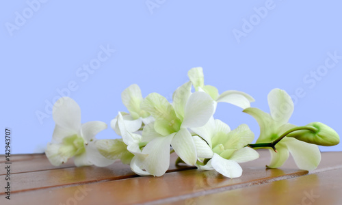 Fototapeta Naklejka Na Ścianę i Meble -  Orchid, Dendrobium white.
Fresh cut flower on wooden table, blue background.