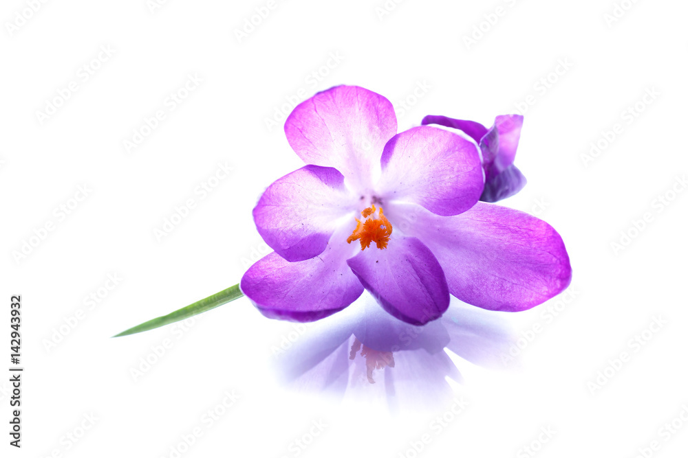 Obraz premium Beautiful purple crocus flower