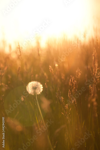 Pissenlit au coucher du soleil