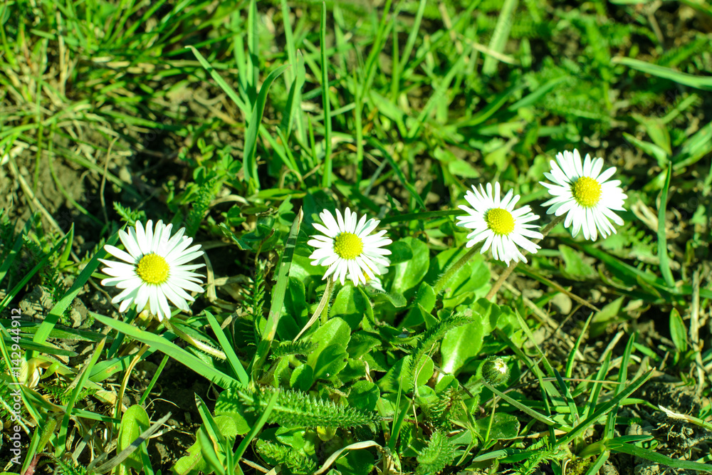 Four chamomile flowers among the green grass and plants on a sunny spring day Four chamomile flowers among the green grass and plants on a sunny spring day