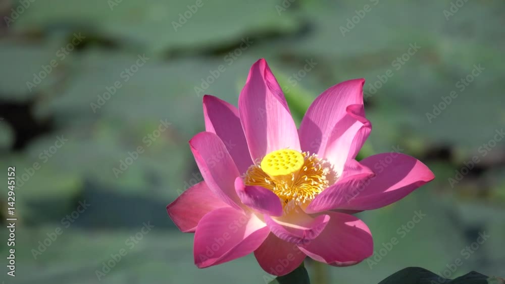 Lotus flower with green leaf background Lotus flower with green leaf background