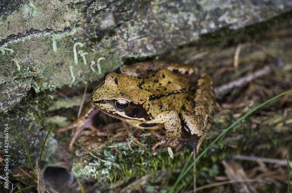Obraz premium frog