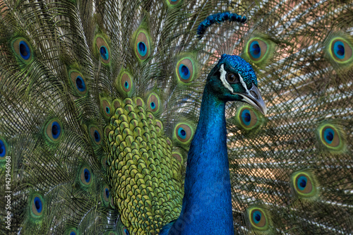 Peacock with feathers