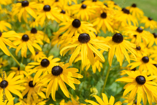 Fototapeta Naklejka Na Ścianę i Meble -  Black eyed susan- rudbeckia flowers