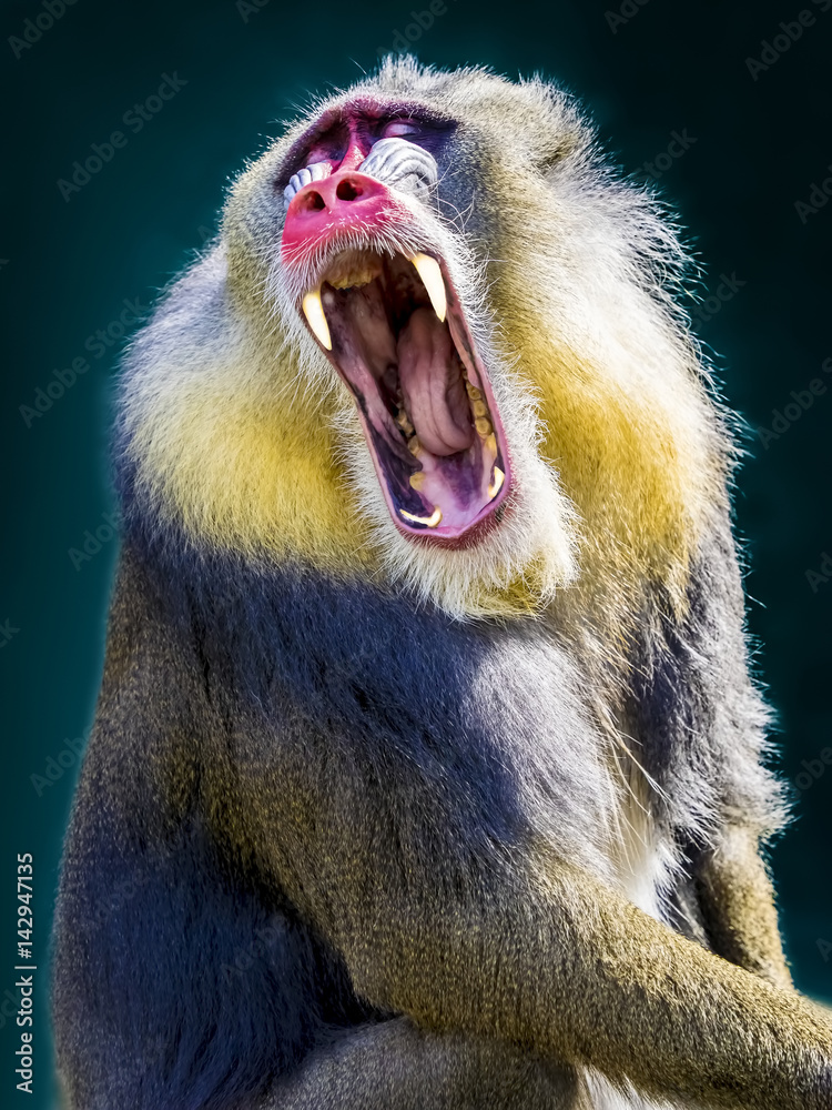 Obraz premium Screaming Mandrill Portrait