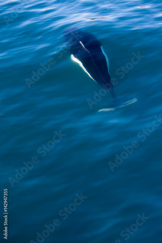Dall Porpoise Swimming Underwater photo