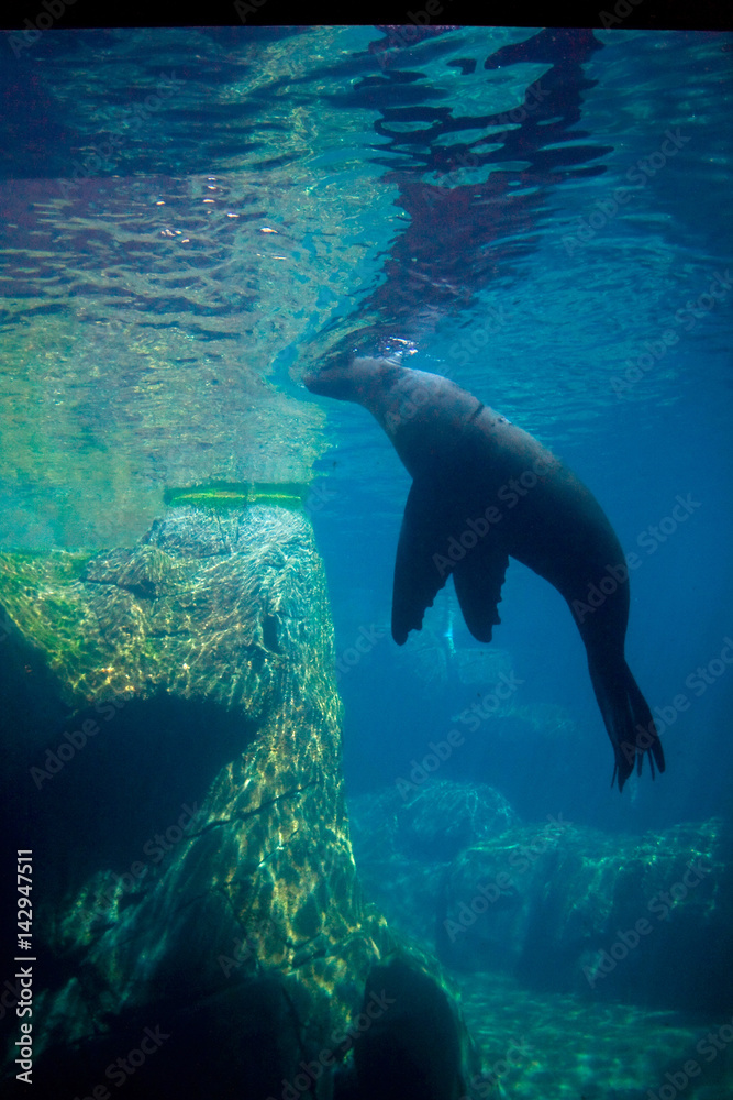 Underwater View of Sea Lion