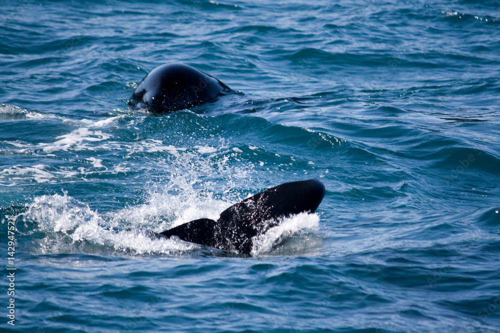 Naklejka premium Playful Orca Flipping Tail