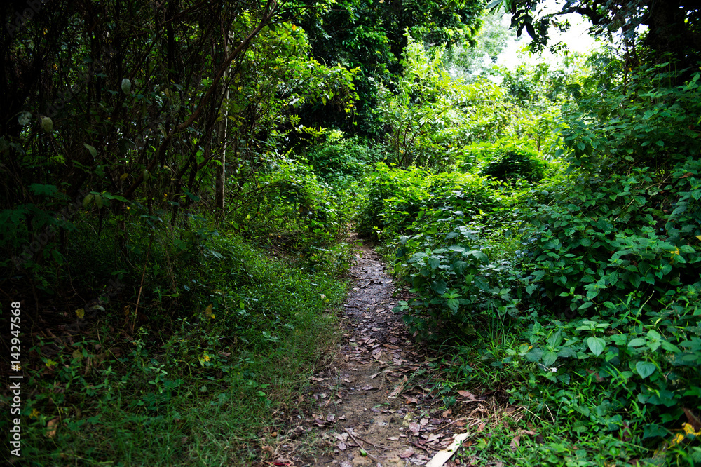 country road covered with bushes and grass. country road covered with bushes and grass.