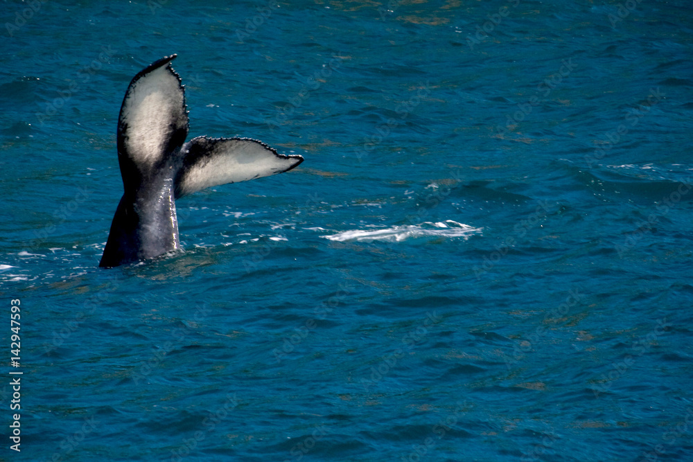 Obraz premium Humpback Whale Tail