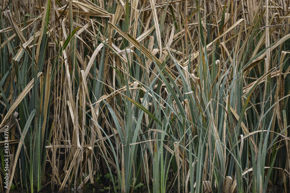 Obraz premium Close up image of reeds in water during Spring