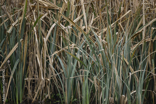 Close up image of reeds in water during Spring
