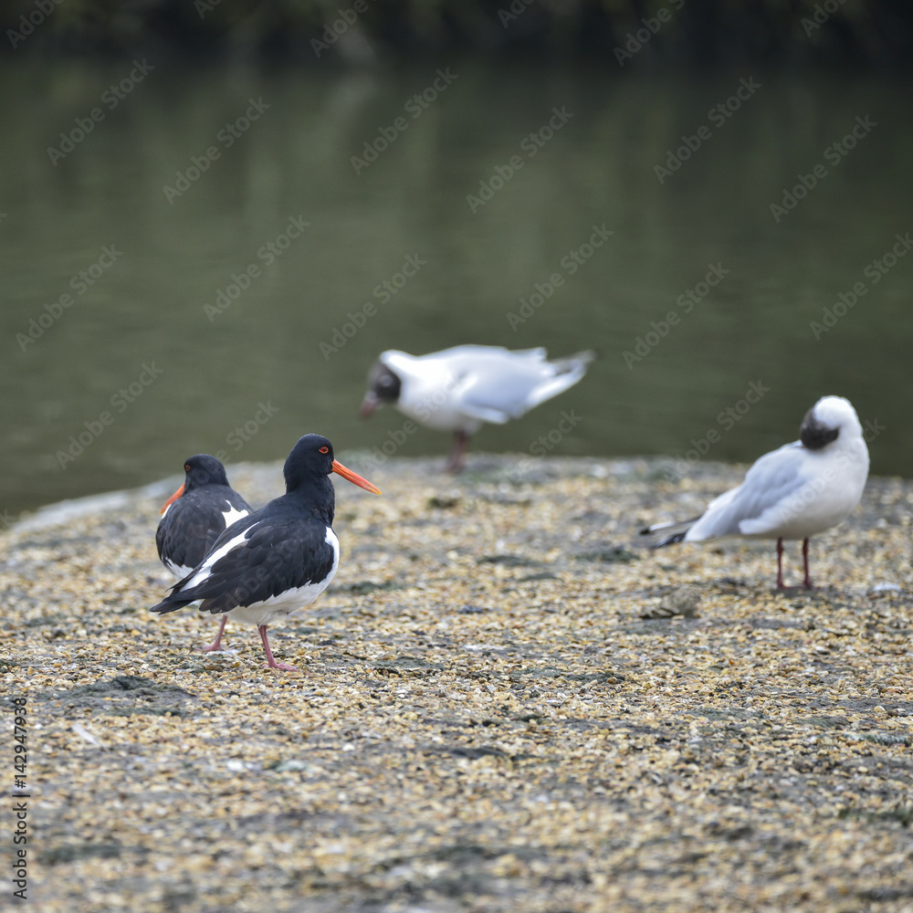 Pair of Oystercatchers Haematopus Ostralegus on gravel island surrounded by gulls in Spring Pair of Oystercatchers Haematopus Ostralegus on gravel island surrounded by gulls in Spring