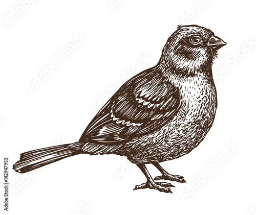 Hand drawn Sparrow. Bird, birdie, animal sketch. Vintage vector illustration