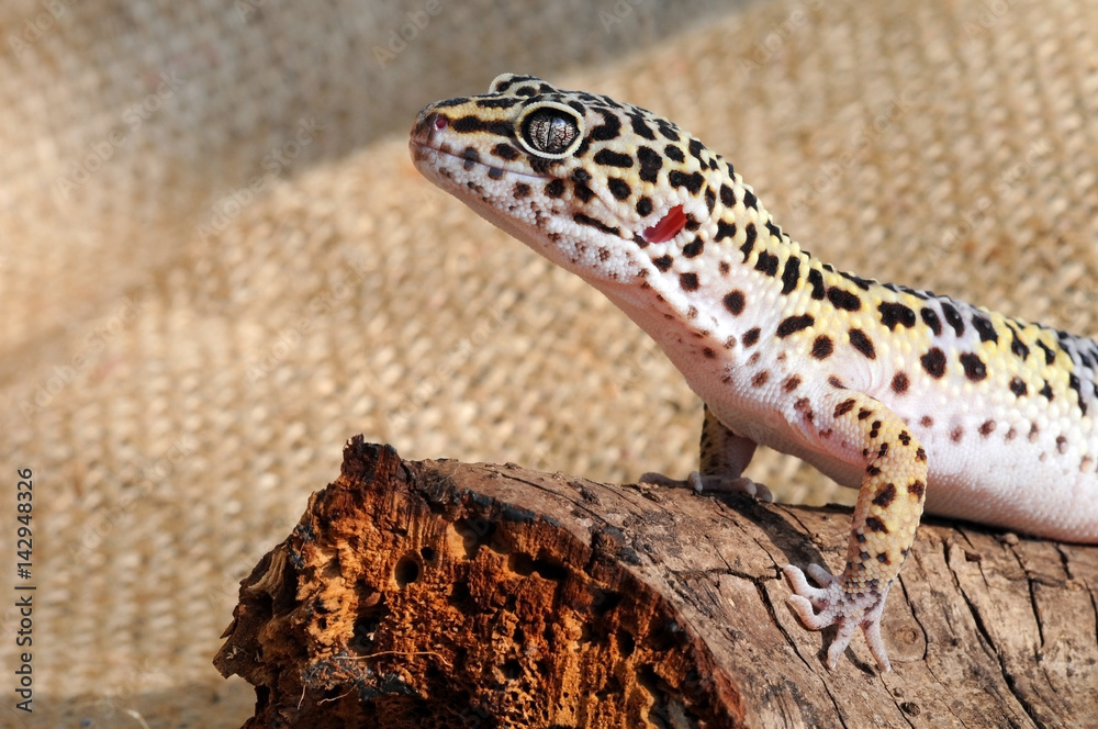 Naklejka premium Eublepharis. Close-up of Cute leopard gecko (eublepharis macularius)