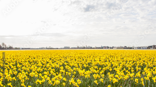 Enormous field of yellow daffodills, The Netherlands
