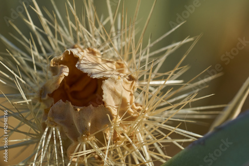 Dead desert cactus close up in Anza Borrego © Garett