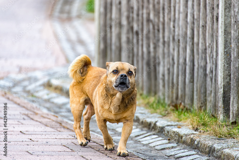 Little brown pug mixed dog on the walkway Little brown pug mixed dog on the walkway