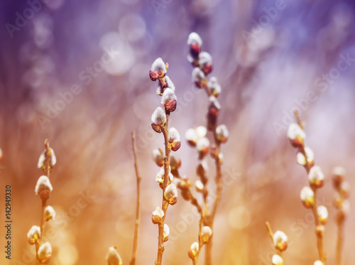 willow branches with fluffy white buds grow in spring Sunny day