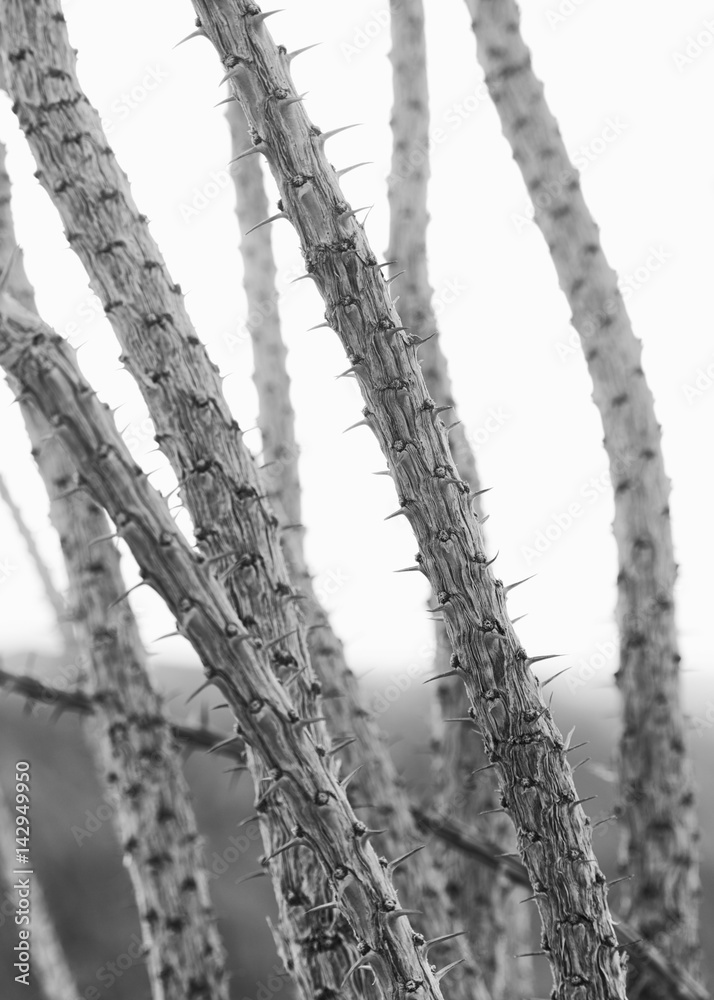 Fototapeta premium Desert ocotillo plant in Anza Borrego State Park