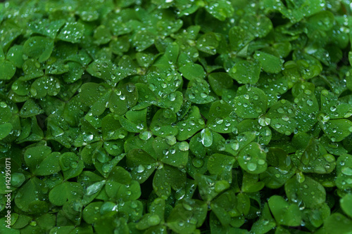 Just watered fresh clover grass closeup detail