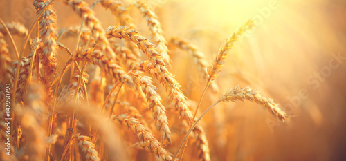 Leinwand Poster Wheat field. Ears of golden wheat closeup. Harvest concept