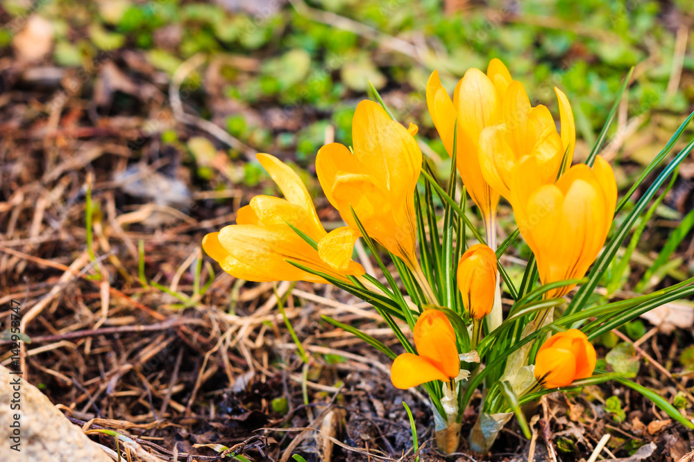 Crocus. Yellow. Lilac. Snowdrops. The first spring flowers. Ground under snow. Crocus. Yellow. Lilac. Snowdrops. The first spring flowers. Ground under snow.