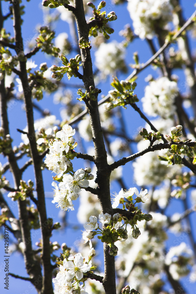 blühender Kirschbaum im Frühling blühender Kirschbaum im Frühling