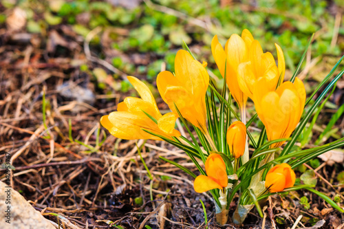Crocus. Yellow. Lilac. Snowdrops. The first spring flowers. Ground under snow.