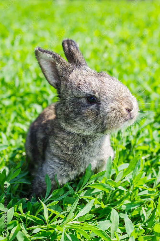 Little gray rabbit on the green lawn Little gray rabbit on the green lawn