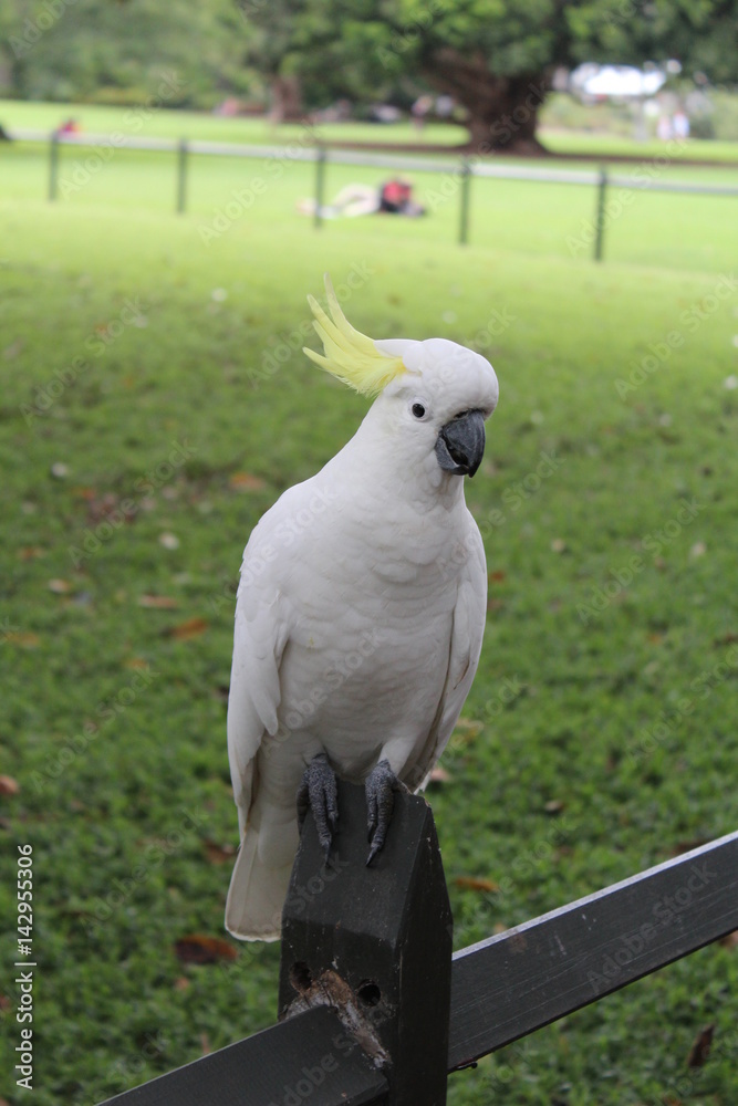 A cockatoo in his natural habbitat - Australia A cockatoo in his natural habbitat - Australia